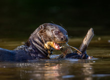 Giant Otter Eats Fish In Water. Close-up. Brazil. Pantanal National Park.