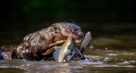 Wall Mural - Giant otter eats fish in water. Close-up. Brazil. Pantanal National Park.