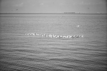 Wall Mural - seagull flying over water