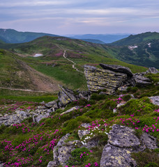 Wall Mural - Pink rose rhododendron flowers on summer mountain slope