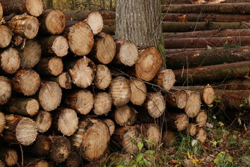 Wall Mural - Freshly felled and sawn tree trunks in the forest