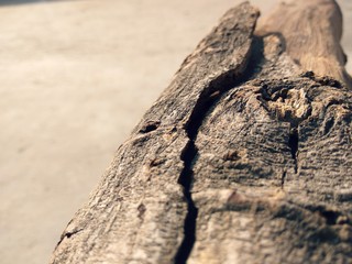 old and dry wooden branch of tree