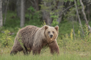 Wall Mural - brown bear (ursus arctos) walking on a finnish bog on a sunny summer evening