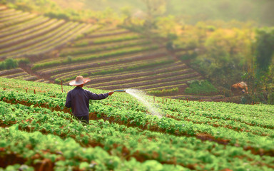 The orchard owners are applying fertilizer to increase the yield of strawberries.The owner of the strawberry plantation is spraying insecticides on the farm to prevent damage to the fruit.