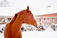 Beautiful Chestnut Red Horse Portrait In Winter