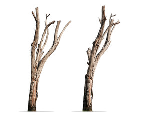 two trees' trunk, in different angle, isolated on white background