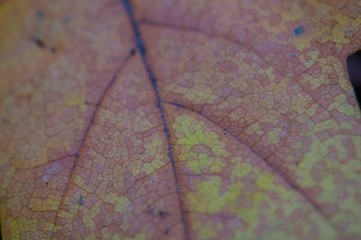 Wall Mural - closeup of a leaf