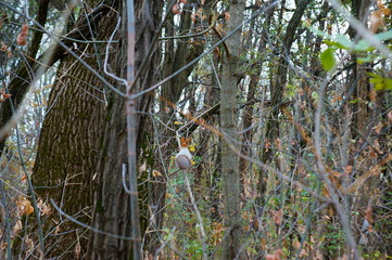 Poster - squirrel on tree