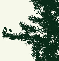 Wall Mural - Vector image of branches silhouettes of fir tree with birds