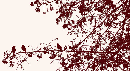 Wall Mural - Vector image of silhouettes rowan branches in autumn park