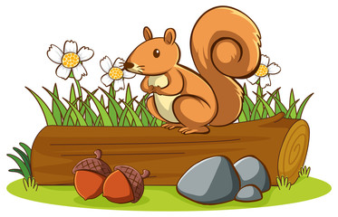 Poster - Isolated picture of cute squirrel