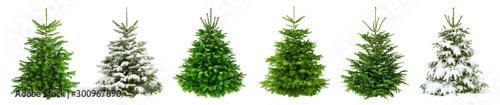 Fotografía Set of 6 studio shots of fresh gorgeous fir trees in lush green for Christmas, w