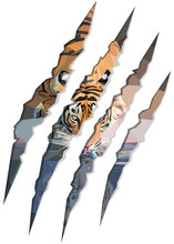 Low Poly Illustration Of A Tiger Drinking Water Inside Of Claw Marks