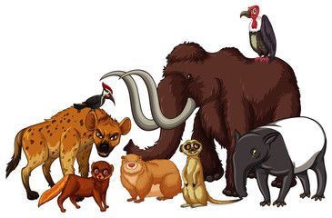 Wall Mural - Isolated picture of many wild animals