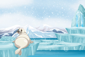 Poster - Scene with white seal on ice