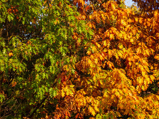 Two oak trees in autumn, one with green and one yellow - orange foliage