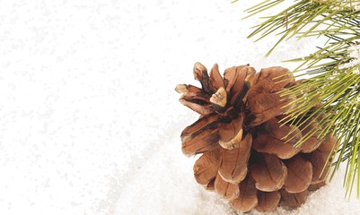 Wall Mural - pine cones with branch on a white background.