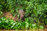 Fototapeta Zwierzęta - Jaguar is looking for its prey in the water among the grass. South America. Brazil. Pantanal National Park.