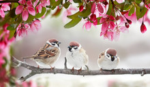  Natural Beautiful Background With Three Small Funny Birds Sparrows Sitting On A Branch Blooming With Pink Buds In A May Spring Garden
