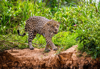 Poster - Jaguar walks along the grass along the river bank. South America. Brazil. Pantanal National Park.