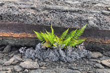 Bright Green Ferns Growing Aside A Broken Piece Of Lava With Past Dead Grey Ferns Laying At Its Base