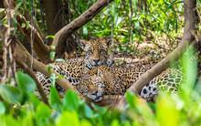Two Jaguars Lie In The Bushes In The Jungle. A Rare Moment. South America. Brazil. Pantanal National Park.