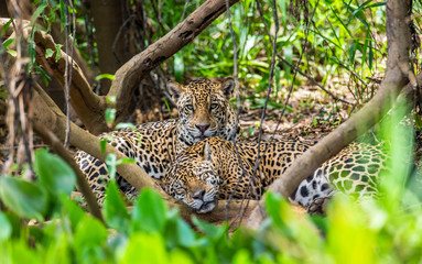 Wall Mural - two jaguars lie in the bushes in the jungle. a rare moment. south america. brazil. pantanal national