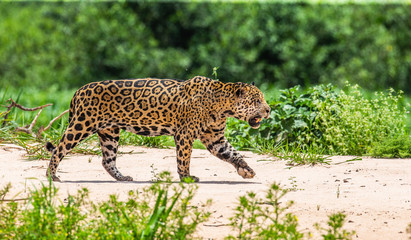 Poster - Jaguar is walking along the sand against the backdrop of beautiful nature. South America. Brazil. Pantanal National Park.