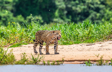 Poster - Jaguar is walking along the sand against the backdrop of beautiful nature. South America. Brazil. Pantanal National Park.