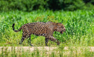 Poster - Jaguar is walking along the sand against the backdrop of beautiful nature. South America. Brazil. Pantanal National Park.