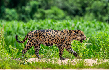 Poster - Jaguar is walking along the sand against the backdrop of beautiful nature. South America. Brazil. Pantanal National Park.