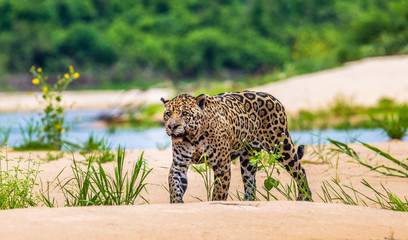 Poster - Jaguar is walking along the sand against the backdrop of beautiful nature. South America. Brazil. Pantanal National Park.