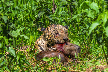 Poster - Jaguar with prey in the grass. South America. Brazil. Pantanal National Park.