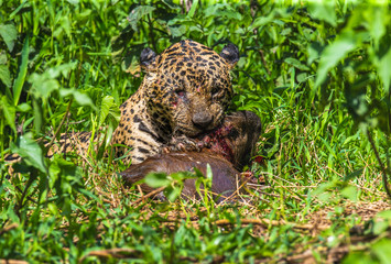 Poster - Jaguar with prey in the grass. South America. Brazil. Pantanal National Park.