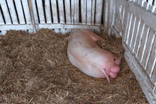 Large Male American Yorkshire Pig Sleeping In Pen