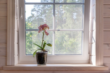 White window with mosquito net in a rustic wooden house overlooking the garden. Phalaenopsis orchid on the windowsill