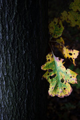 Wall Mural - Oak leaves with autumn colors.