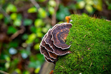 Beautiful Turkeytail Fungus Growing On A Tree Stump