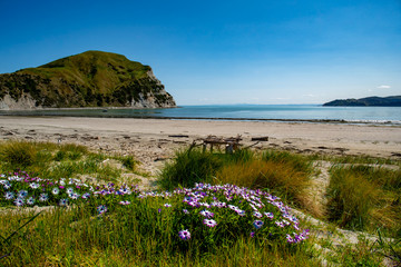 Colourful dairy succulent flowers growing in the sand dunes at the beach