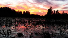 View From A Tour Boat Of Okeefenokee Swamp At Sunset