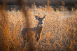Young whitetail buck in field during sunset
