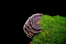 An Isolated Image Of Turkey Tail Fungus On A Black Background