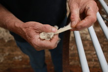 Worn Experienced Hard Hands Of A Long Time Sheep Farmer Examining Freshly Shorn Wool In His Shearing Shed On His Farm In Rural Victoria, Australia