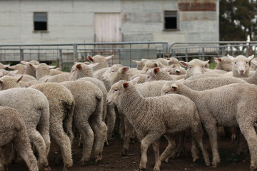 Flocks of young unshorn lambs seperated, in the sheep yards, from their parents, out the front of the shearing sheds waiting to be shorn, on a small family farm in rural Victoria, Australia