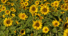Feld Mit Sonnenblumen