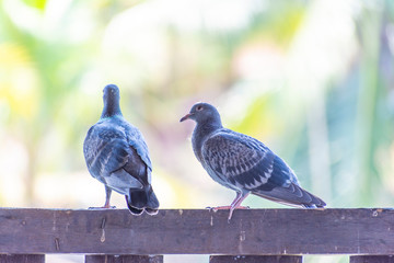 Wild pigeons have light gray hairs. There are two black bands on each wing. But both wild birds and birds have a variety of colors