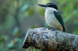 a New Zealand kingfisher  bird sitting on a tree trunk. 