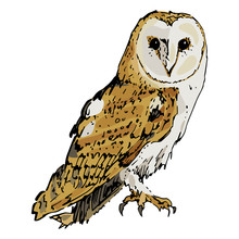 Isolated Vector Illustration. Barn Owl. Tyto Alba. Hand Drawn Colorful Sketch.
