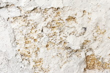Shell Limestone With Chalky Plaster Texture