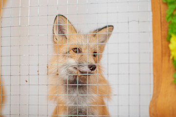 Wall Mural - a young fox in a cage. photographed close-up.